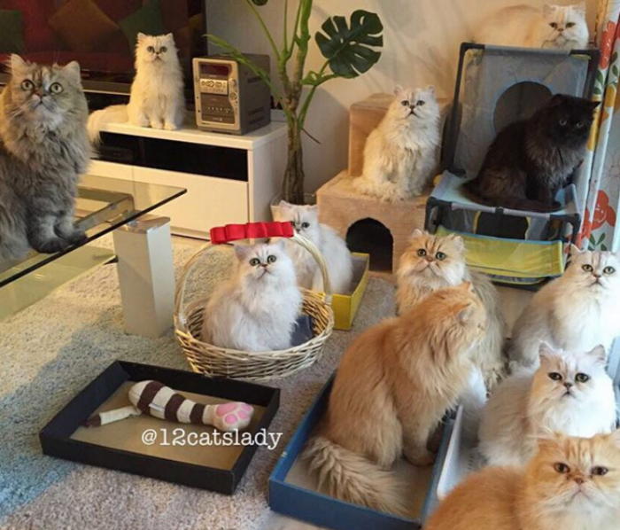 mujer-tiene-12-gatos-persa-chinchilla25