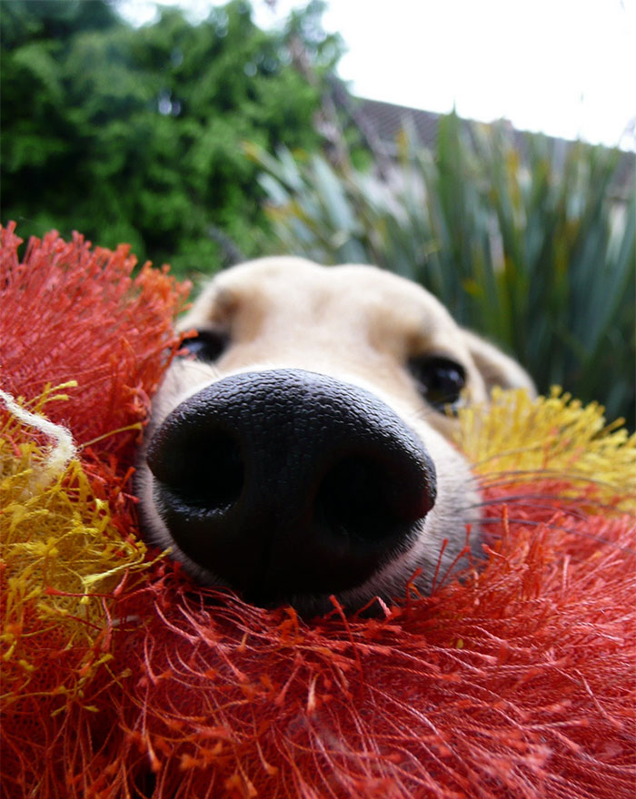 narices-perros-cerca (1)