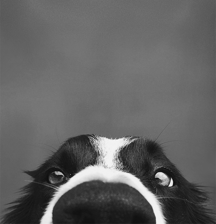 narices-perros-cerca (10)
