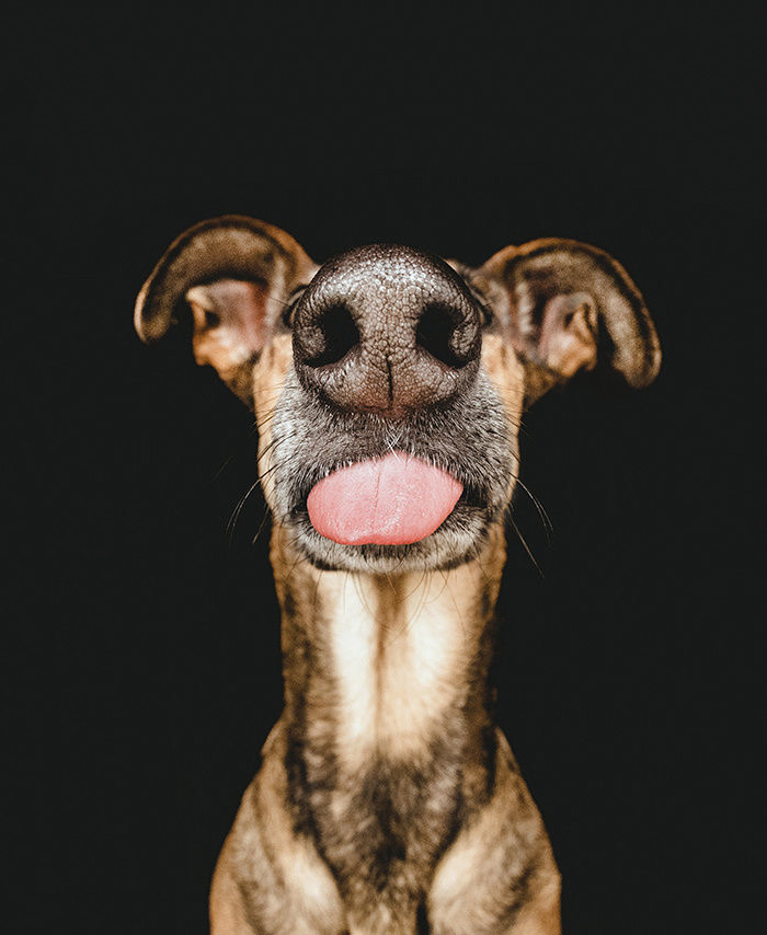 narices-perros-cerca (2)
