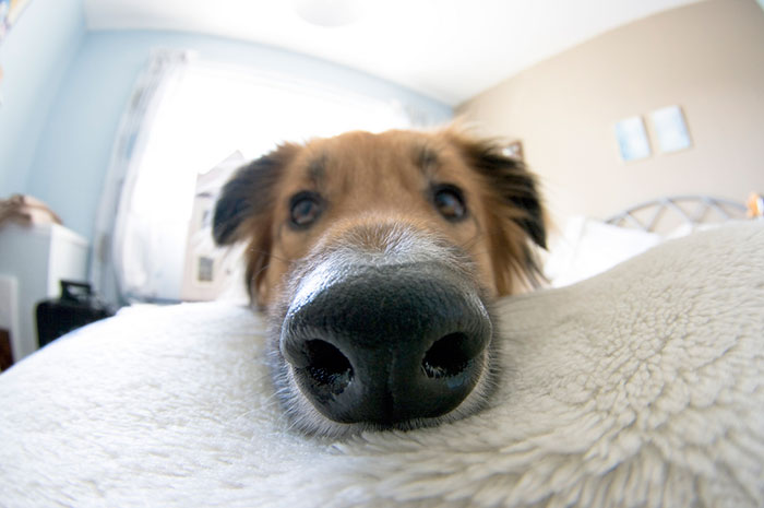 narices-perros-cerca (3)