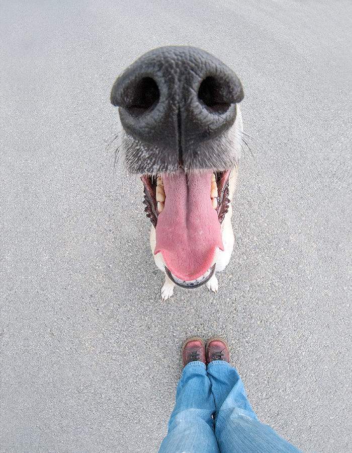 narices-perros-cerca (4)