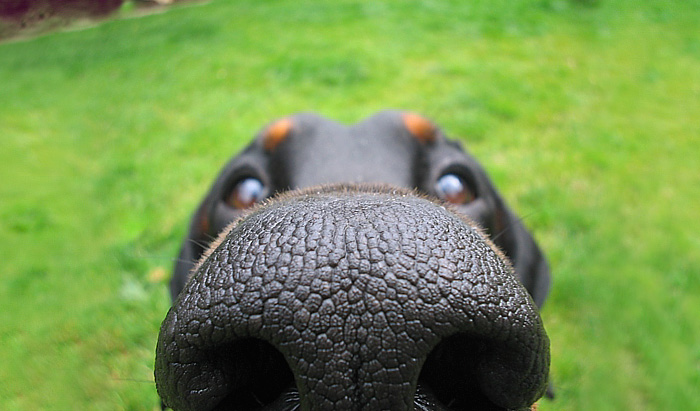 narices-perros-cerca (5)