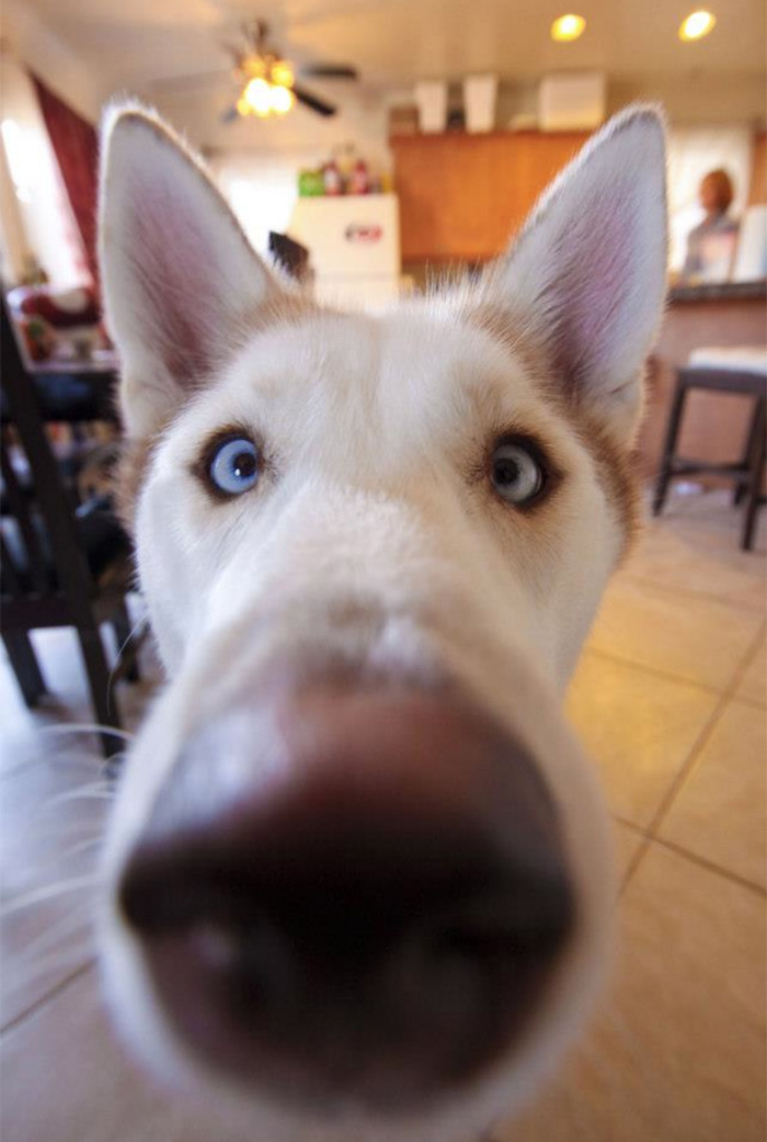 narices-perros-cerca (9)