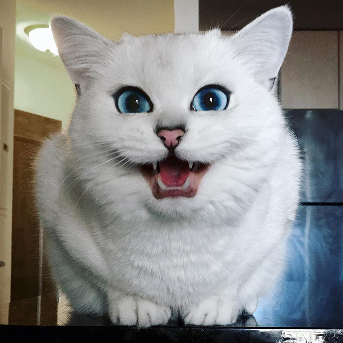 ojos-bonitos-gato-pelicorto-ingles-coby (1)