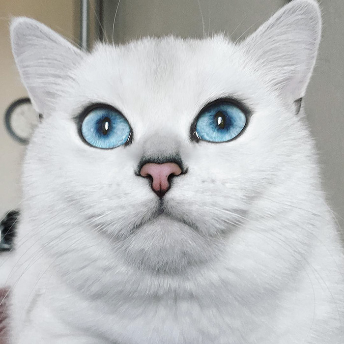 ojos-bonitos-gato-pelicorto-ingles-coby (10)