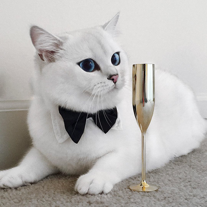 ojos-bonitos-gato-pelicorto-ingles-coby (11)