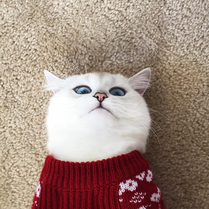 ojos-bonitos-gato-pelicorto-ingles-coby (12)