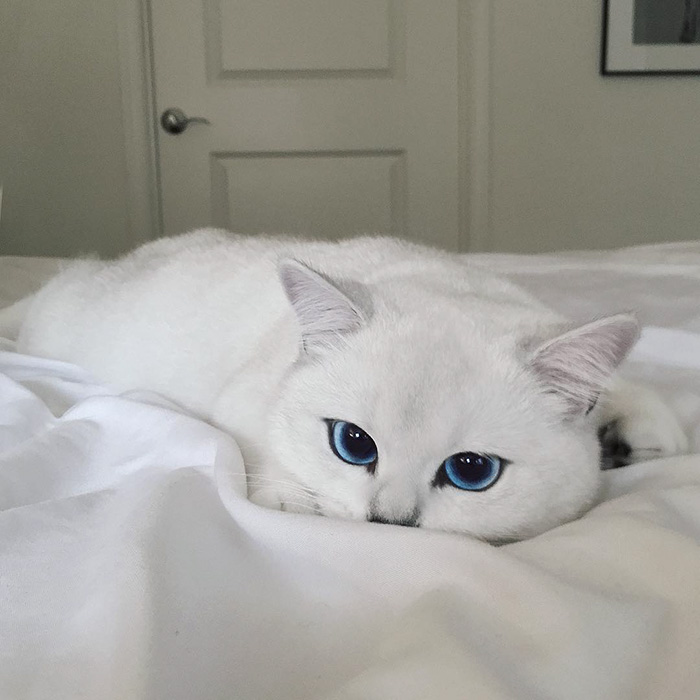 ojos-bonitos-gato-pelicorto-ingles-coby (13)