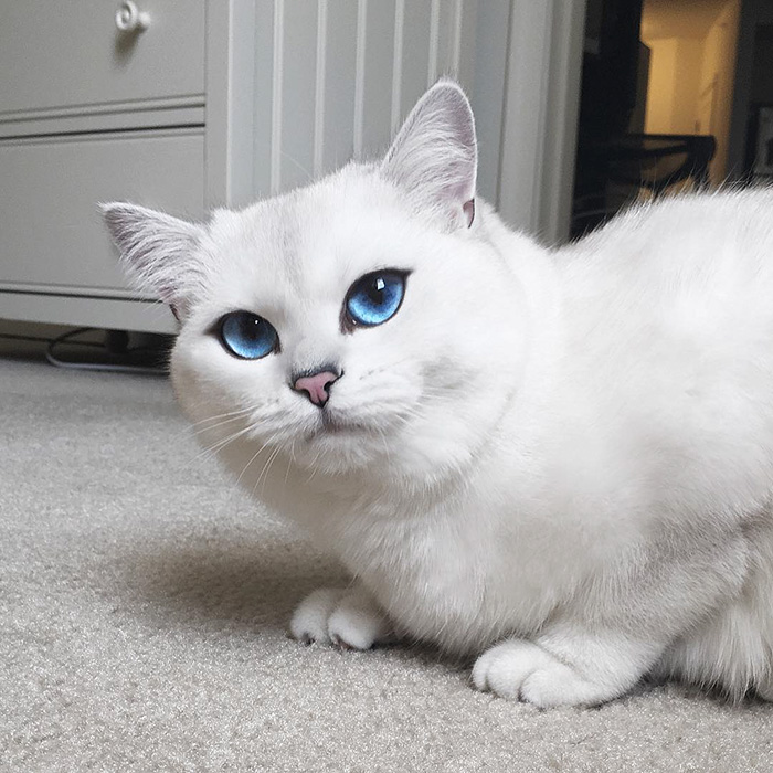 ojos-bonitos-gato-pelicorto-ingles-coby (14)