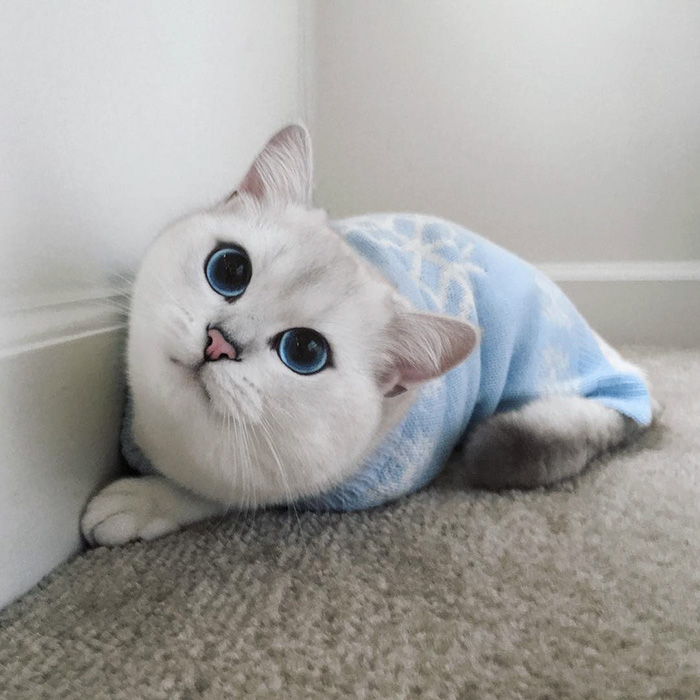 ojos-bonitos-gato-pelicorto-ingles-coby (15)