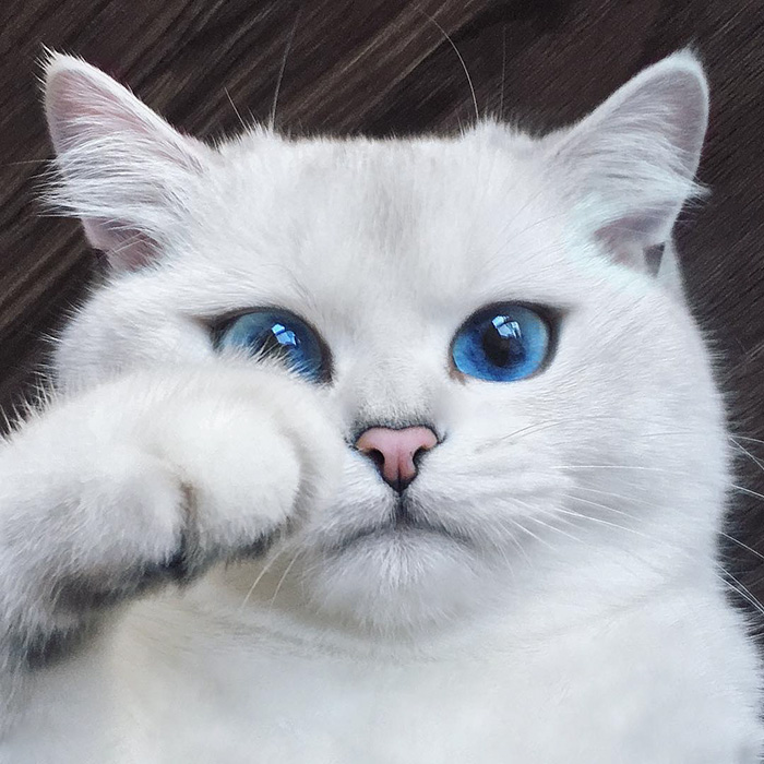 ojos-bonitos-gato-pelicorto-ingles-coby (16)