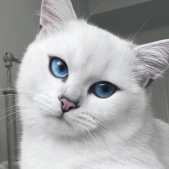 ojos-bonitos-gato-pelicorto-ingles-coby (17)