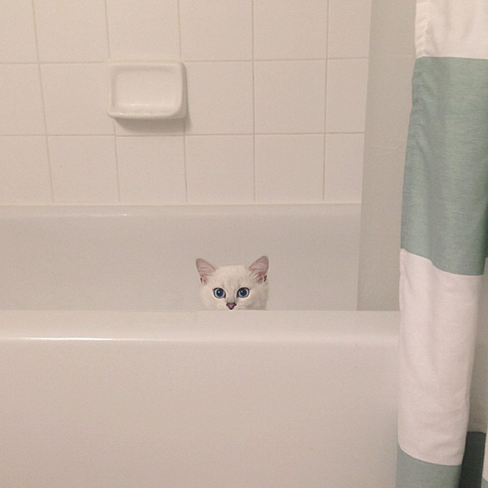 ojos-bonitos-gato-pelicorto-ingles-coby (2)
