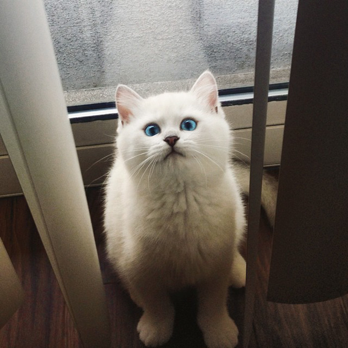 ojos-bonitos-gato-pelicorto-ingles-coby (3)