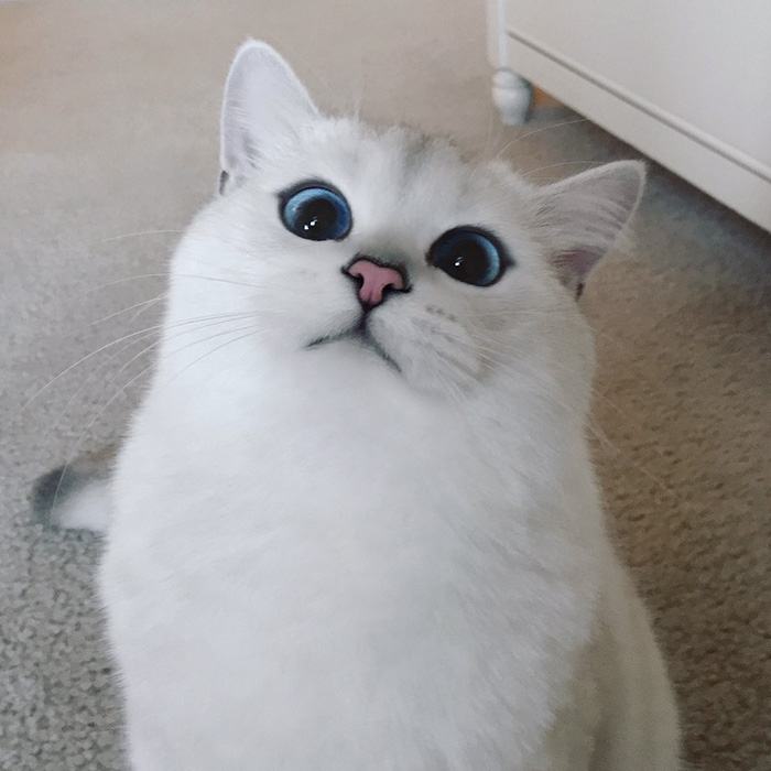 ojos-bonitos-gato-pelicorto-ingles-coby (5)