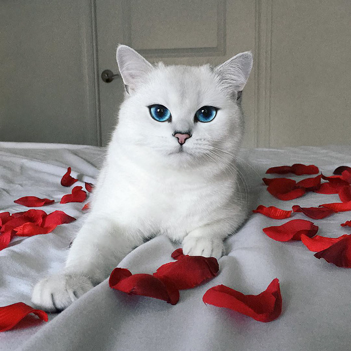 ojos-bonitos-gato-pelicorto-ingles-coby (6)