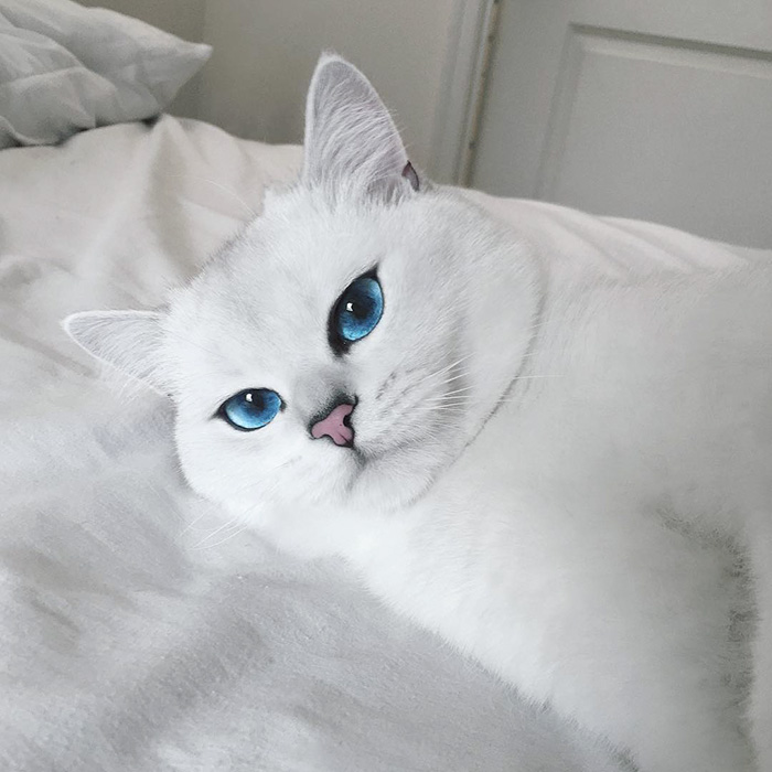 ojos-bonitos-gato-pelicorto-ingles-coby (7)