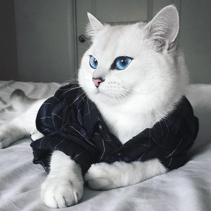 ojos-bonitos-gato-pelicorto-ingles-coby (8)