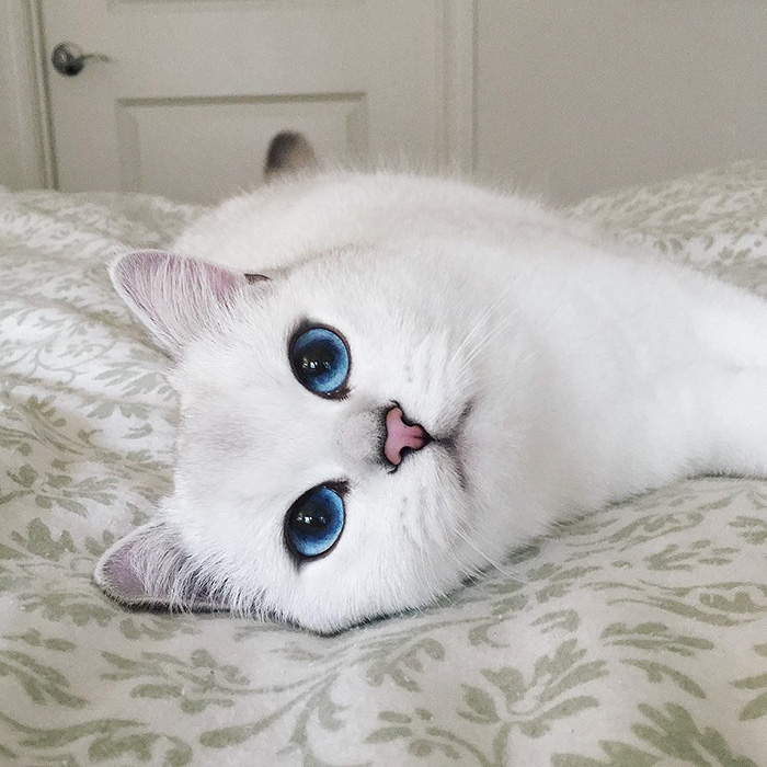 ojos-bonitos-gato-pelicorto-ingles-coby (9)
