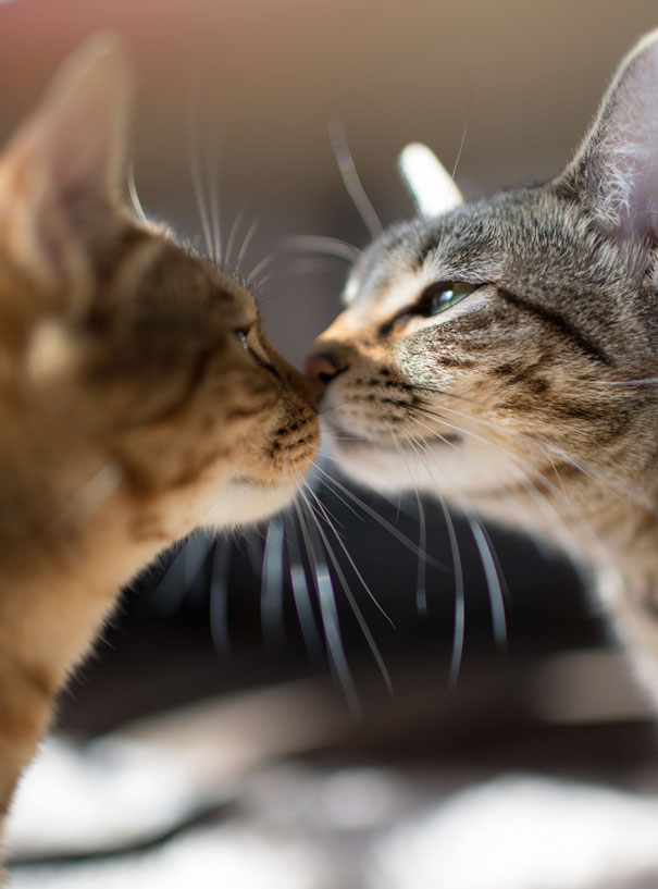 parejas-gatos-san-valentin (10)
