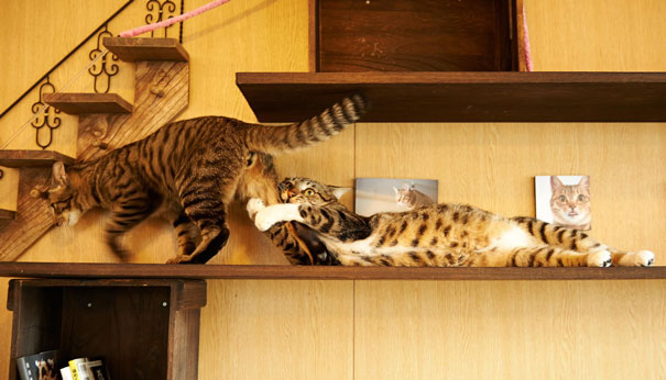 parejas-gatos-san-valentin (12)