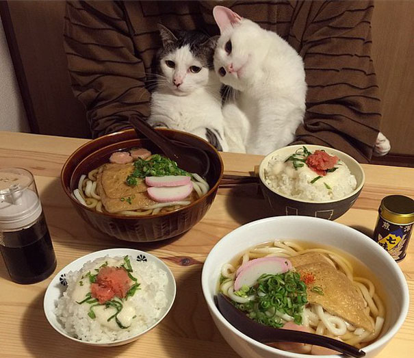 parejas-gatos-san-valentin (16)