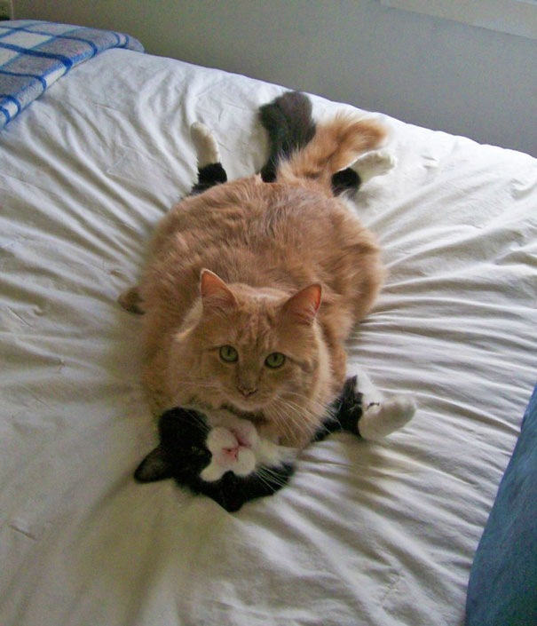 parejas-gatos-san-valentin (19)