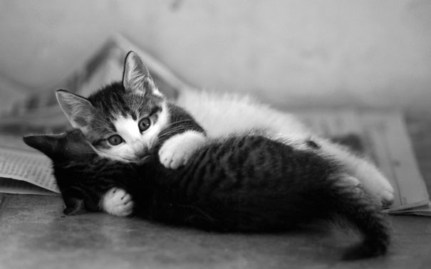 parejas-gatos-san-valentin (23)
