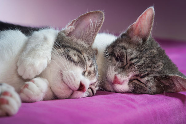 parejas-gatos-san-valentin (30)