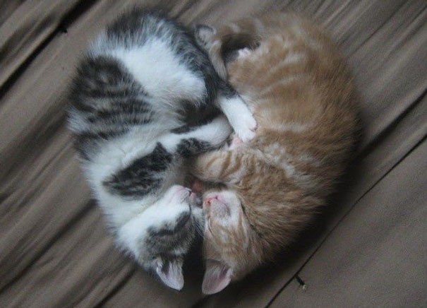 parejas-gatos-san-valentin-34