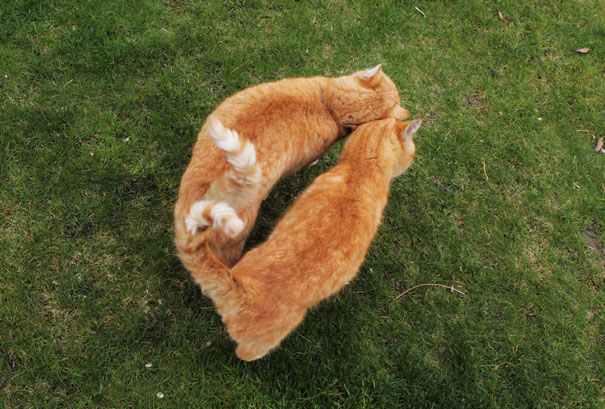 parejas-gatos-san-valentin (37)