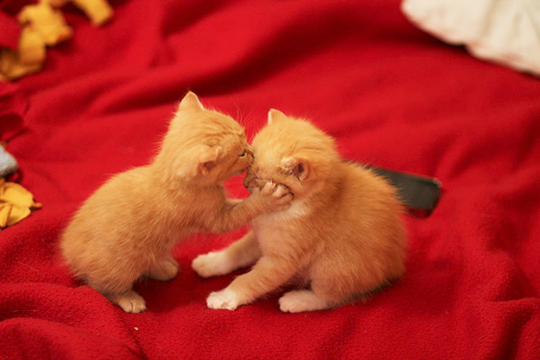 parejas-gatos-san-valentin (38)