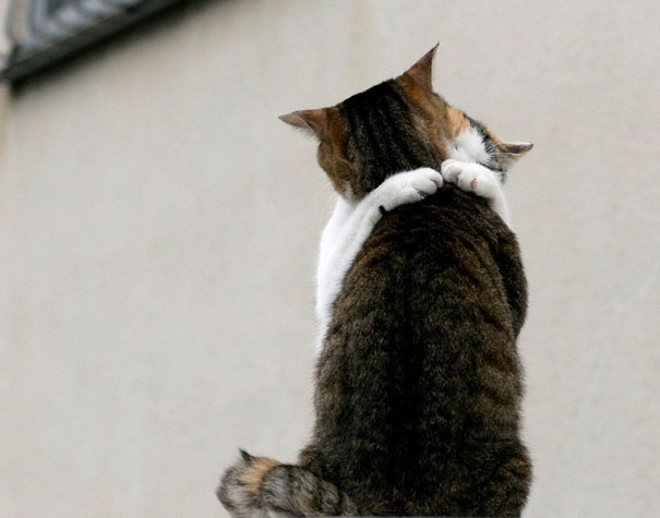 parejas-gatos-san-valentin (5)