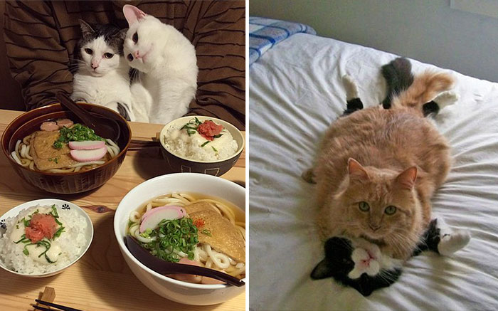 15 Parejas de gatos preparados para el día de San Valentín