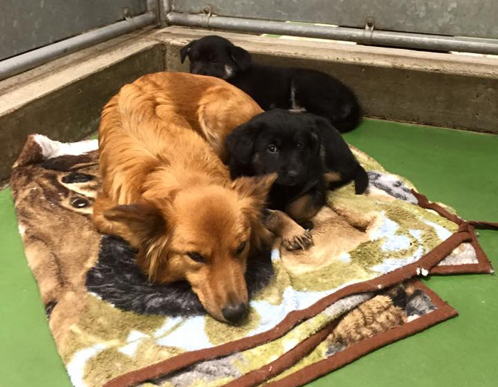 perro-escapa-consolar-cachorros-motel-mascotas-barkers (2)