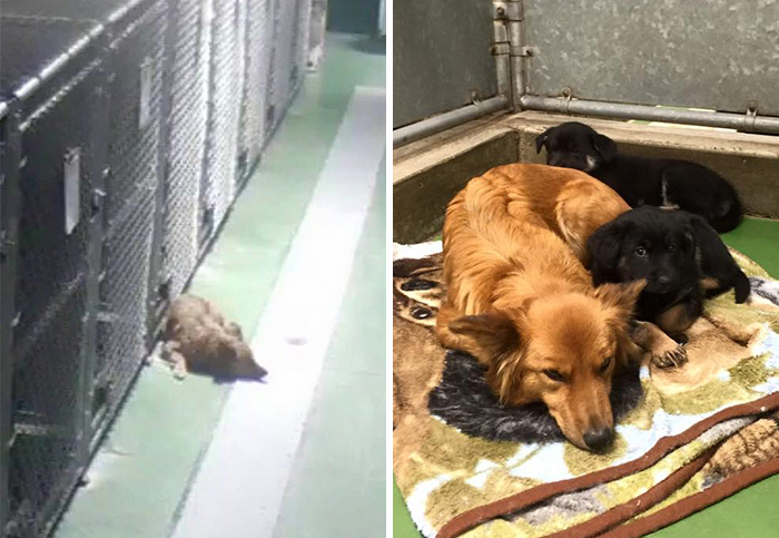 Este perro se escapó para consolar a unos cachorros abandonados que lloraban