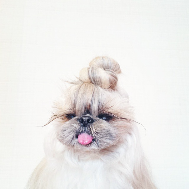 perro-kuma-peinados-diarios-instagram-moemn (1)