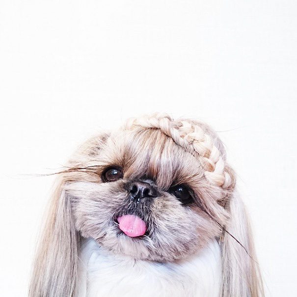perro-kuma-peinados-diarios-instagram-moemn (10)
