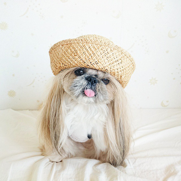 perro-kuma-peinados-diarios-instagram-moemn (11)