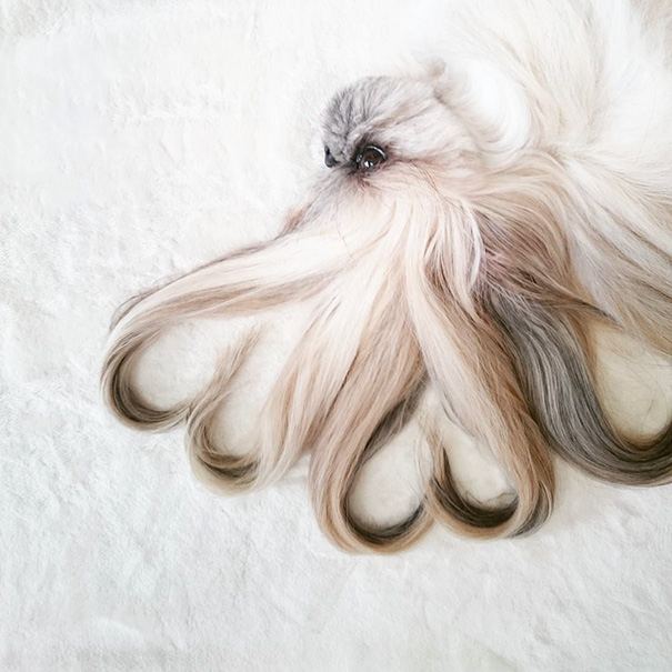 perro-kuma-peinados-diarios-instagram-moemn (12)