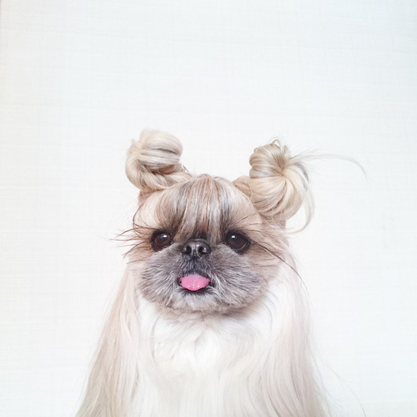 perro-kuma-peinados-diarios-instagram-moemn (13)