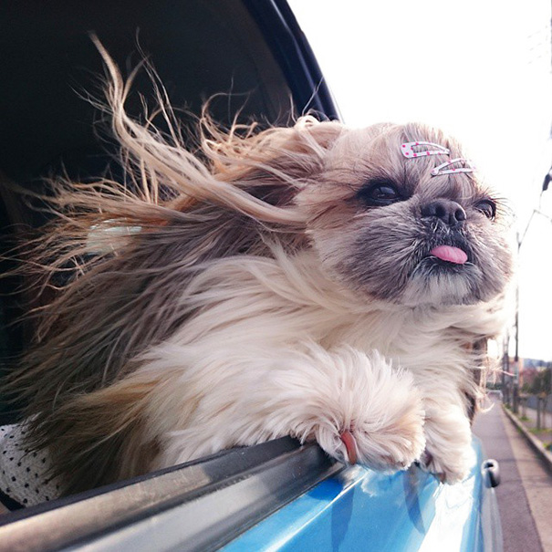 perro-kuma-peinados-diarios-instagram-moemn (14)