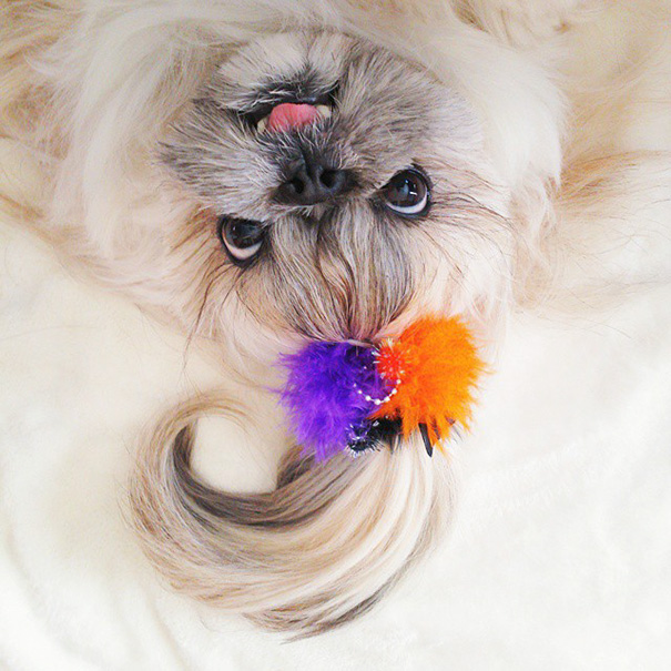 perro-kuma-peinados-diarios-instagram-moemn (15)