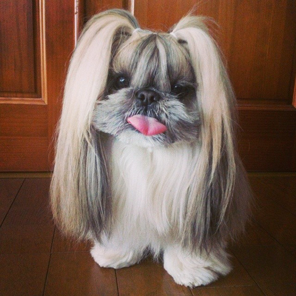perro-kuma-peinados-diarios-instagram-moemn (2)