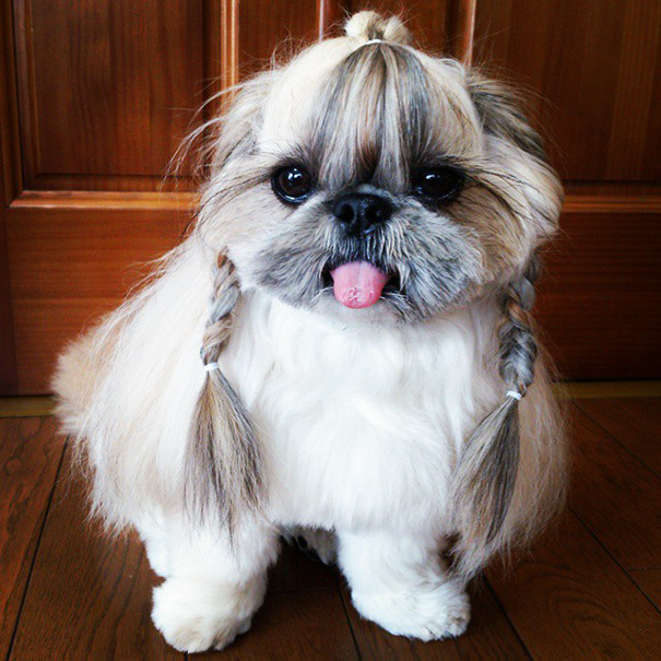 perro-kuma-peinados-diarios-instagram-moemn (3)