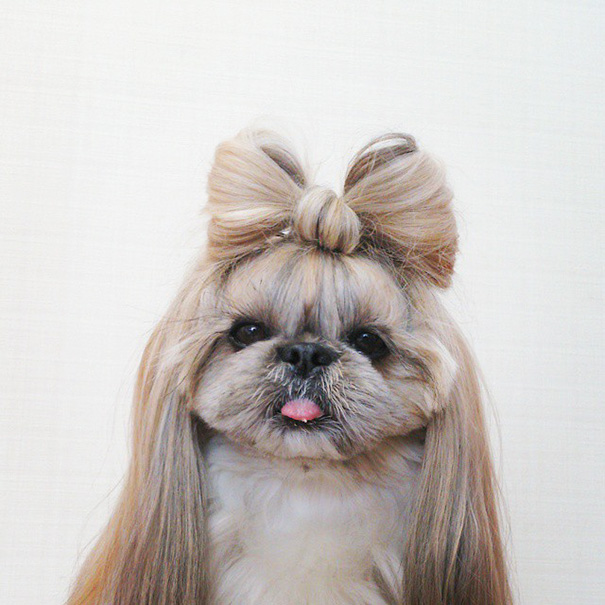 perro-kuma-peinados-diarios-instagram-moemn (4)