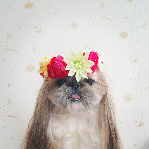 perro-kuma-peinados-diarios-instagram-moemn (5)