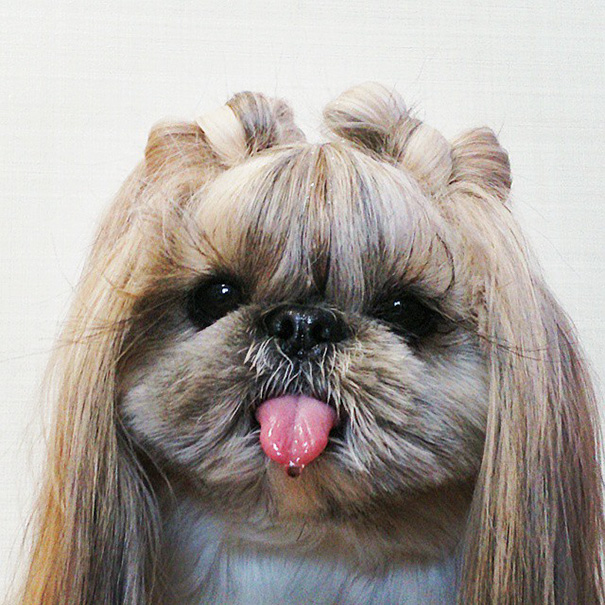 perro-kuma-peinados-diarios-instagram-moemn (6)