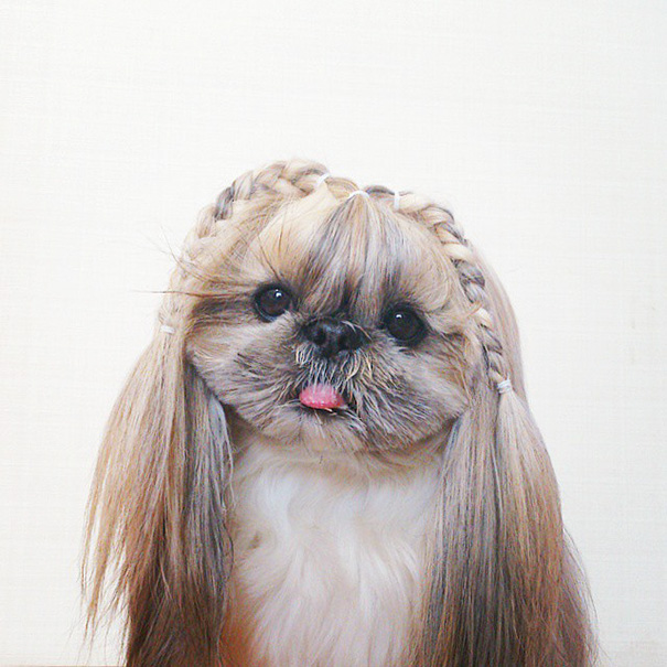 perro-kuma-peinados-diarios-instagram-moemn (7)
